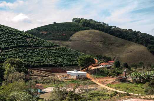 plantation de café au Brésil