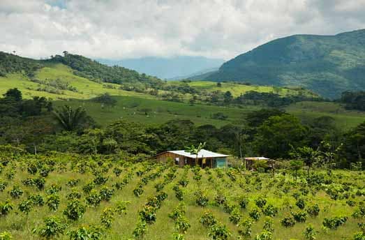 plantation de café en Colombie