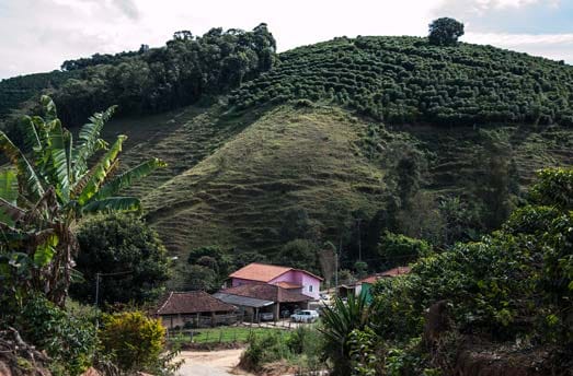 plantation de café au Brésil